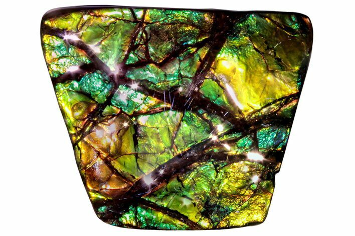 Iridescent Ammolite (Fossil Ammonite Shell) - Alberta #258266